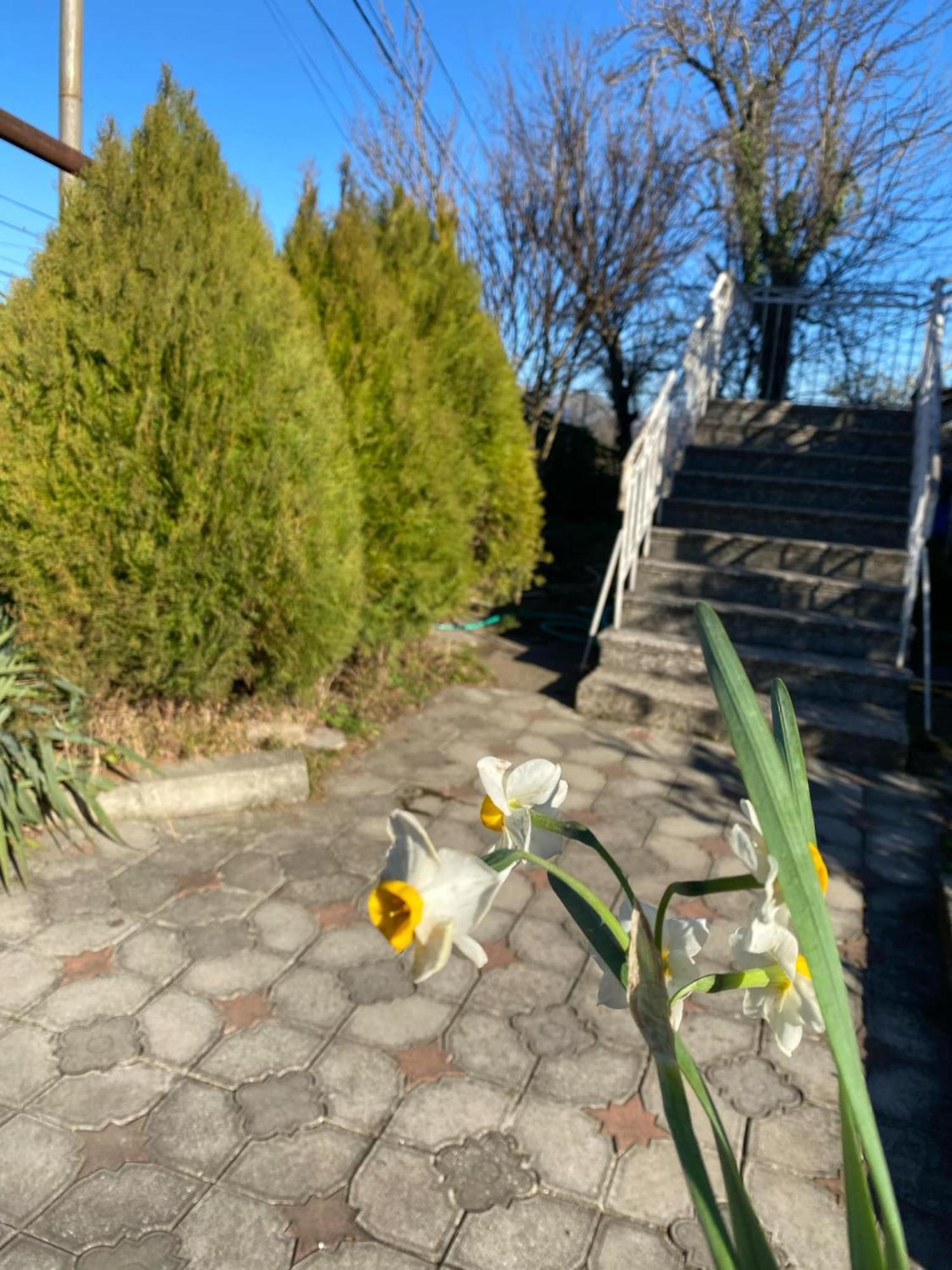 Guest House Nona クタイシ エクステリア 写真